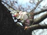 3-15　テニスコート脇の桜の木の幹　開花です。クリックで800ｘ600ドット60KB
