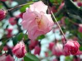 3-25　八重桜も咲き始めています。　クリックで800ｘ600ドット　59KB