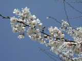 3-28　青空に咲くソメイヨシノ