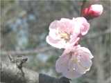 川沿いの　梅の花　クリックで640ｘ480　26KB