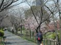 東京の開花予想日（27日）前日の猿江公園
